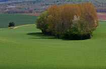 Small copse in the middle of an agricultural field,  Foulon Chemin Des Dames, Aisne, Picardy, France, May, 2013.