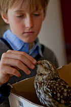 Boy feeding a Little owl (Athene noctua) chick hit by a car, France, May 2013. Model released.
