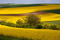 Oil seed rape (Brassica napus) fields in flower, Picardy,  France, May 2013.