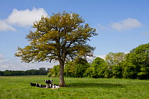 Group of young domestic Holstein cattle (Bos taurus) resting underneath an oak tree, Thiérache, France, May 2013.