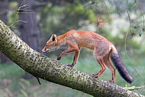 Red fox (Vulpes vulpes) walking up a branch of a fallen tree, The Netherlands, August.
