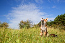 Red fox (Vulpes vulpes) sitting in a meadow, looking up, The Netherlands, August.