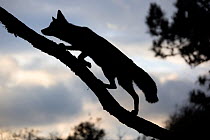 Silhouette of a Red fox (Vulpes vulpes) walking up a branch of a fallen tree, The Netherlands, August.