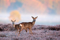 Male and female Roe deer (Capreolus capreolus) standing in heather, The Netherlands, November.