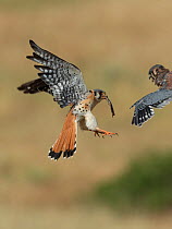 Male American kestrel (Falco sparverius) landing at nest with lizard prey, with a chick leaning out and begging for food, Colorado, USA, July