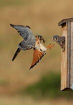 Male American kestrel (Falco sparverius) landing at nest box with grasshopper prey, with a chick leaning out and begging for food, Colorado, USA, July