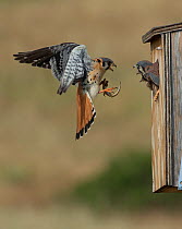 Male American kestrel (Falco sparverius) landing at nest box with lizard prey, with a chick leaning out and begging for food, Colorado, USA, July