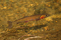 Greenback cutthroat trout (Oncorhynchus clarki stomias), Colorado, USA, July.