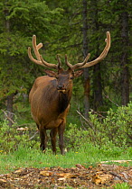 Male Elk (Cervus canadensis), with antlers covered  in velvet, a vascular skin that supplies oxygen and nutrients to the growing bone, Colorado, USA, June.