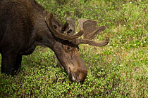 Male Shiras moose (Alces alces shirasi) feeding on willow, with scars on its face from fighting, Colorado, USA, June.