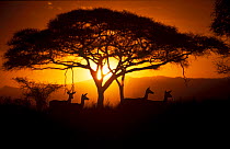 Herd of Impala (Aepyceros melampus) silhouetted at sunset, Ngorongoro Conservation Area, Tanzania.