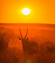 Gemsbok (Oryx gazella) silhouetted at dawn, Kalahari Desert, Botswana.
