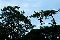 Geoffroy's spider monkey (Ateles geoffroy) silhouetted in a tree, Tortuguero National Park, Costa Rica.