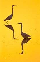 Two Great egrets (Ardea alba) wading,  silhouetted at dawn, Keoladeo National Park, Bharatpur, Rajasthan, India.