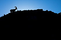 Walia ibex (Capra walie) silhouetted against the sky, Simien Mountains, Ethiopia.