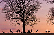 Flock of Common cranes (Grus grus) silhouetted at dusk, Hornborga, Sweden, April.