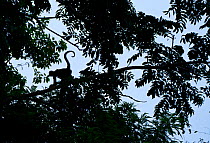 Geoffroy's spider monkey (Ateles geoffroy) silhouetted in a tree, Tortuguero National Park, Costa Rica.