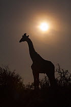 Male Giraffe (Giraffa camelopardalis) silhouetted in mist at dawn, Samburu National Reserve, Kenya.