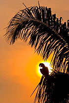 Hyacinth macaw (Anodorhynchus hyacinthinus) calling, silhouetted against the sun, Pantanal, Matto Grosso do Sul, Brazil.