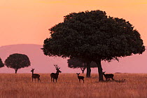 Small group of  Red deer (Cervus elaphus) silhouetted at sunrise, Cabaeros National Park, Castile-La Mancha, Spain, September.