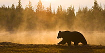 Brown bear (Ursus arctos) silhouetted at dawn, Karelia. Finland, May.