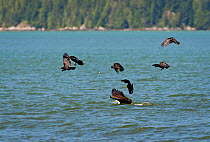 Bald eagle (Haliaeetus leucocephalus) with a Mew gull in its talons,  diving down to the surface of the ocean, surrounded by Northwestern crows (Corvus caurinus) Knight Inlet, Vancouver Island, Britis...