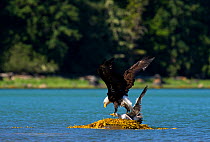 Bald eagle (Haliaeetus leucocephalus) with Mew gull prey (Larus canus)  Knight Inlet, Vancouver Island, British Columbia, Canada, July.