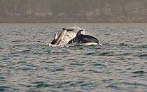 Pacific white-sided dolphins (Lagenorhynchus obliquidens) porpoising, Knight Inlet, East coast, British Columbia, Canada, July.