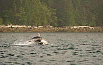 Pacific white-sided dolphin (Lagenorhynchus obliquidens) porpoising, Knight Inlet, East coast, British Columbia, Canada, July.