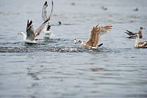 California gulls (Larus californicus) and Mew gull (Larus canus) catching fish from a baitball near the surface. Johnstone Strait, East Coast, Vancouver Island, British Columbia, Canada, July.