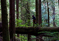 Woman walking over a fallen tree trunk in old growth forest of Red cedar trees (Thuja plicata) and Douglas fir trees (Pseudotsuga menziesii) Avatar Grove, near Port Renfrew, Vancouver Island, Canada,...