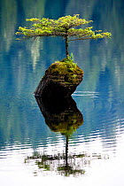 A miniature Douglad fir (Pseudotsuga menziesii)  growing out of a stump in the middle of Fairy Lake. Near Port Renfrew, Vancouver Island, British Columbia, Canada, July.