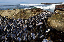 Pacific blue mussels (Mytilus trossulus) Botanical Beach, near Port Renfrew, Vancouver Island, British Columbia, Canada, July.