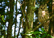 Barred owl (Strix varia) in the forest near Botanical Beach, Port Renfrew, Vancouver Island, British Columbia, Canada, July.