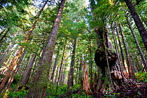Western red cedar tree (Thuja plicata) deemed Canada's 'Gnarliest tree' in the old growth forest. Avatar Grove, Vancouver Island, British Columbia, Canada, July.