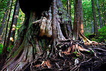 Western red cedar tree (Thuja plicata) deemed Canada's 'Gnarliest tree' in the old growth forest. Avatar Grove, Vancouver Island, British Columbia, Canada, July.