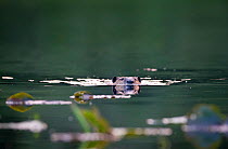 Canadian Beaver (Castor canadensis) swimming in Fairy Lake, Fairy Glen, near Port Renfrew, Vancouver Island, British Columbia, Canada, July.