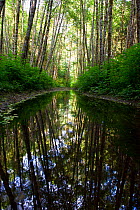 Tree reflections in a forest near Sayward, Vancouver Island, British Columbia, Canada, July 2012.