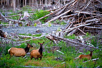 Roosevelt elk (Cervus elaphus roosevelti) in a cut forest. East coast, near Telegraph Cove, Vancouver Island, British Columbia, Canada, July.