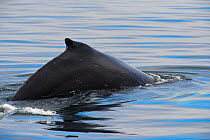 Humpback whale (Megaptera novaeangliae) breaching surfacing with dorsal fin visible, Johnstone Strait, near Telegraph Cove, East coast, Vancouver Island, British Columbia, Canada, July.