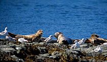 Harbour seals (Phoca vitulina) on beach with gulls, Johnstone Strait, East coast, Vancouver Island, British Columbia, Canada, July.