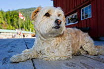 West highland white terrier lying near the jetty at Telegraph Cove, Vancouver Island, Canada,
