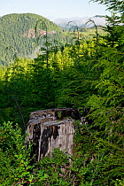 Tree stump in commercial tree plantation in the mountains Sayward, East Coast, Vancouver Island, British Columbia, Canada, July 2012.