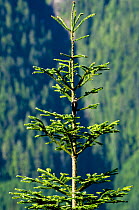 Commercial tree plantation, top of in the mountains Sayward, East Coast, Vancouver Island, British Columbia, Canada, July.