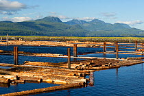 Logging station with piles of logs. Sayward, East Coast, Vancouver Island, British Columbia, Canada, July.