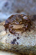 Cape river frog (Amietia fuscigula), Harold Porter Botanical Gardens, Western Cape, South Africa, February.