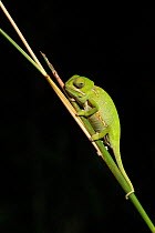 Flap-necked chameleon (Chamaeleo dilepis), Phinda Private Game Reserve, Kwazulu Natal, South Africa, February.