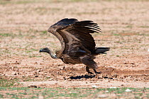 White backed vulture (Gyps africanus) taking off after drinking, Kgalagadi Transfrontier Park, South Africa, January 2013