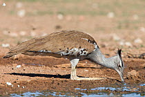Kori bustard (Ardeotis kori) drinking, Kgalagadi Transfrontier Park, South Africa, January.