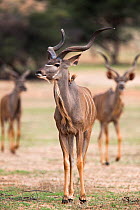 Greater kudu (Tragelaphus strepsiceros), Kgalagadi Transfrontier Park, South Africa, January.